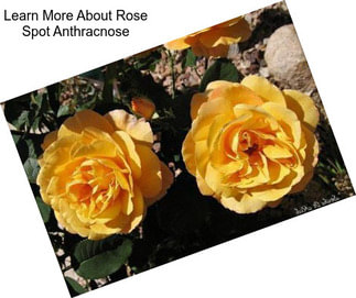 Learn More About Rose Spot Anthracnose