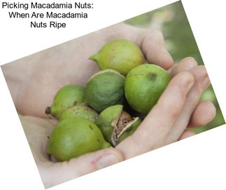 Picking Macadamia Nuts: When Are Macadamia Nuts Ripe