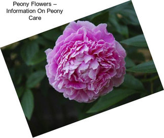 Peony Flowers – Information On Peony Care