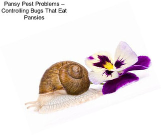 Pansy Pest Problems – Controlling Bugs That Eat Pansies