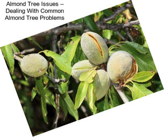 Almond Tree Issues – Dealing With Common Almond Tree Problems
