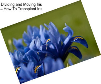 Dividing and Moving Iris – How To Transplant Iris