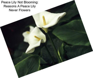 Peace Lily Not Blooming: Reasons A Peace Lily Never Flowers