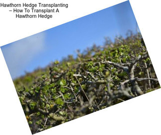 Hawthorn Hedge Transplanting – How To Transplant A Hawthorn Hedge