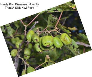 Hardy Kiwi Diseases: How To Treat A Sick Kiwi Plant