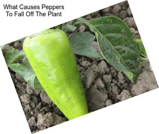 What Causes Peppers To Fall Off The Plant
