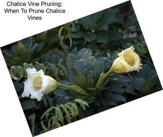 Chalice Vine Pruning: When To Prune Chalice Vines