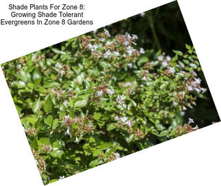 Shade Plants For Zone 8: Growing Shade Tolerant Evergreens In Zone 8 Gardens