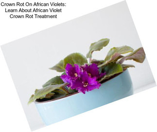 Crown Rot On African Violets: Learn About African Violet Crown Rot Treatment