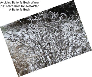 Avoiding Butterfly Bush Winter Kill: Learn How To Overwinter A Butterfly Bush