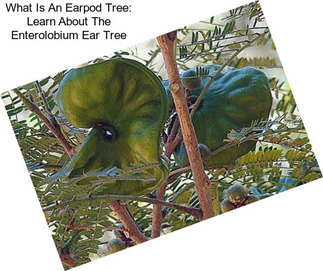 What Is An Earpod Tree: Learn About The Enterolobium Ear Tree
