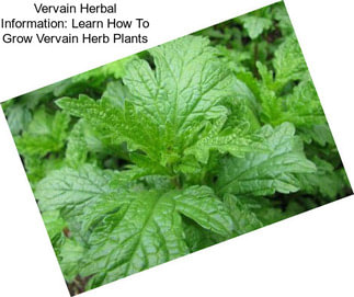 Vervain Herbal Information: Learn How To Grow Vervain Herb Plants