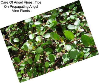 Care Of Angel Vines: Tips On Propagating Angel Vine Plants