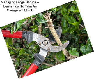 Managing Large Shrubs – Learn How To Trim An Overgrown Shrub