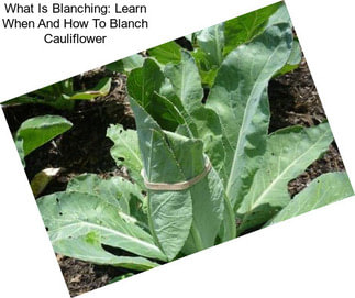 What Is Blanching: Learn When And How To Blanch Cauliflower