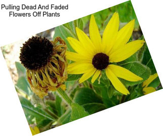 Pulling Dead And Faded Flowers Off Plants
