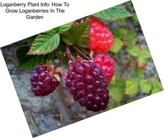 Loganberry Plant Info: How To Grow Loganberries In The Garden