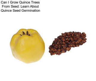 Can I Grow Quince Trees From Seed: Learn About Quince Seed Germination