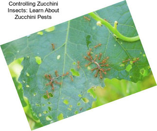 Controlling Zucchini Insects: Learn About Zucchini Pests
