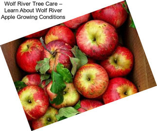 Wolf River Tree Care – Learn About Wolf River Apple Growing Conditions