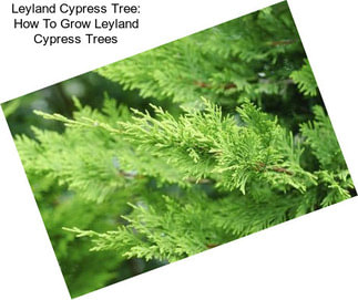 Leyland Cypress Tree: How To Grow Leyland Cypress Trees