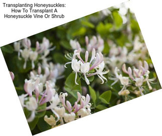 Transplanting Honeysuckles: How To Transplant A Honeysuckle Vine Or Shrub