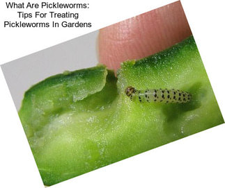 What Are Pickleworms: Tips For Treating Pickleworms In Gardens