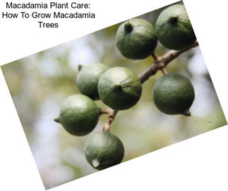 Macadamia Plant Care: How To Grow Macadamia Trees