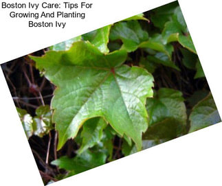 Boston Ivy Care: Tips For Growing And Planting Boston Ivy