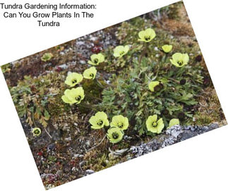 Tundra Gardening Information: Can You Grow Plants In The Tundra
