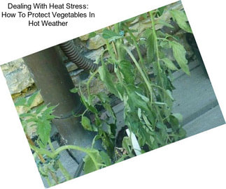 Dealing With Heat Stress: How To Protect Vegetables In Hot Weather