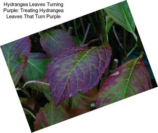 Hydrangea Leaves Turning Purple: Treating Hydrangea Leaves That Turn Purple