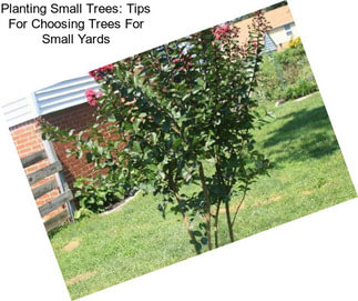 Planting Small Trees: Tips For Choosing Trees For Small Yards