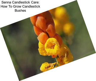 Senna Candlestick Care: How To Grow Candlestick Bushes