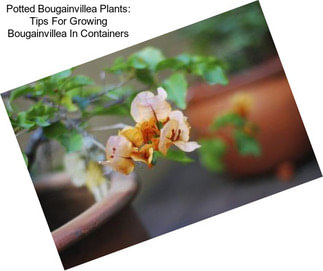 Potted Bougainvillea Plants: Tips For Growing Bougainvillea In Containers