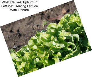 What Causes Tipburn In Lettuce: Treating Lettuce With Tipburn