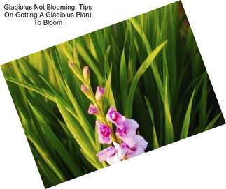 Gladiolus Not Blooming: Tips On Getting A Gladiolus Plant To Bloom