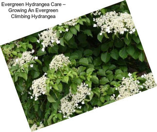 Evergreen Hydrangea Care – Growing An Evergreen Climbing Hydrangea