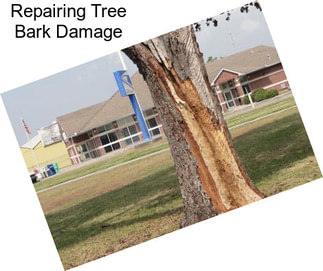 Repairing Tree Bark Damage