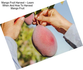 Mango Fruit Harvest – Learn When And How To Harvest Mango Fruit