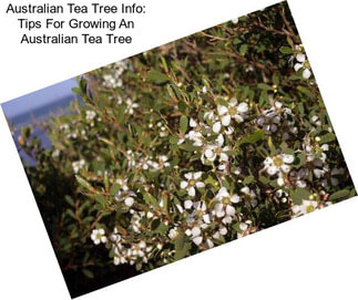 Australian Tea Tree Info: Tips For Growing An Australian Tea Tree