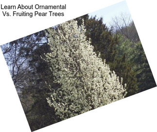 Learn About Ornamental Vs. Fruiting Pear Trees