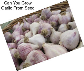 Can You Grow Garlic From Seed