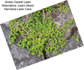 Green Carpet Lawn Alternative: Learn About Herniaria Lawn Care