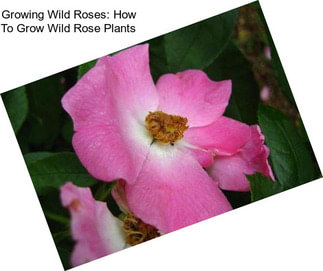 Growing Wild Roses: How To Grow Wild Rose Plants