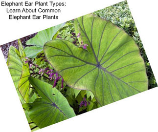 Elephant Ear Plant Types: Learn About Common Elephant Ear Plants