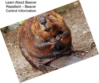 Learn About Beaver Repellent – Beaver Control Information