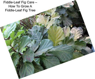 Fiddle-Leaf Fig Care – How To Grow A Fiddle-Leaf Fig Tree