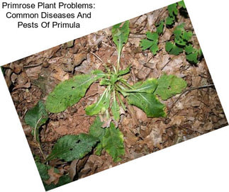 Primrose Plant Problems: Common Diseases And Pests Of Primula