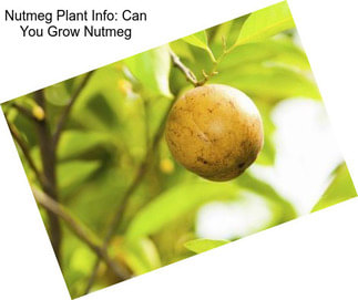 Nutmeg Plant Info: Can You Grow Nutmeg